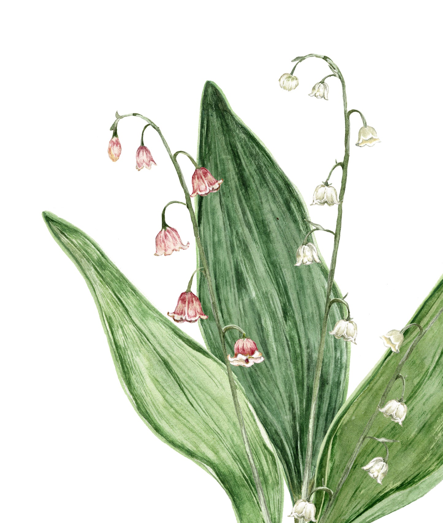 Lily of the Valley Print - May Birth Flower Print with Names