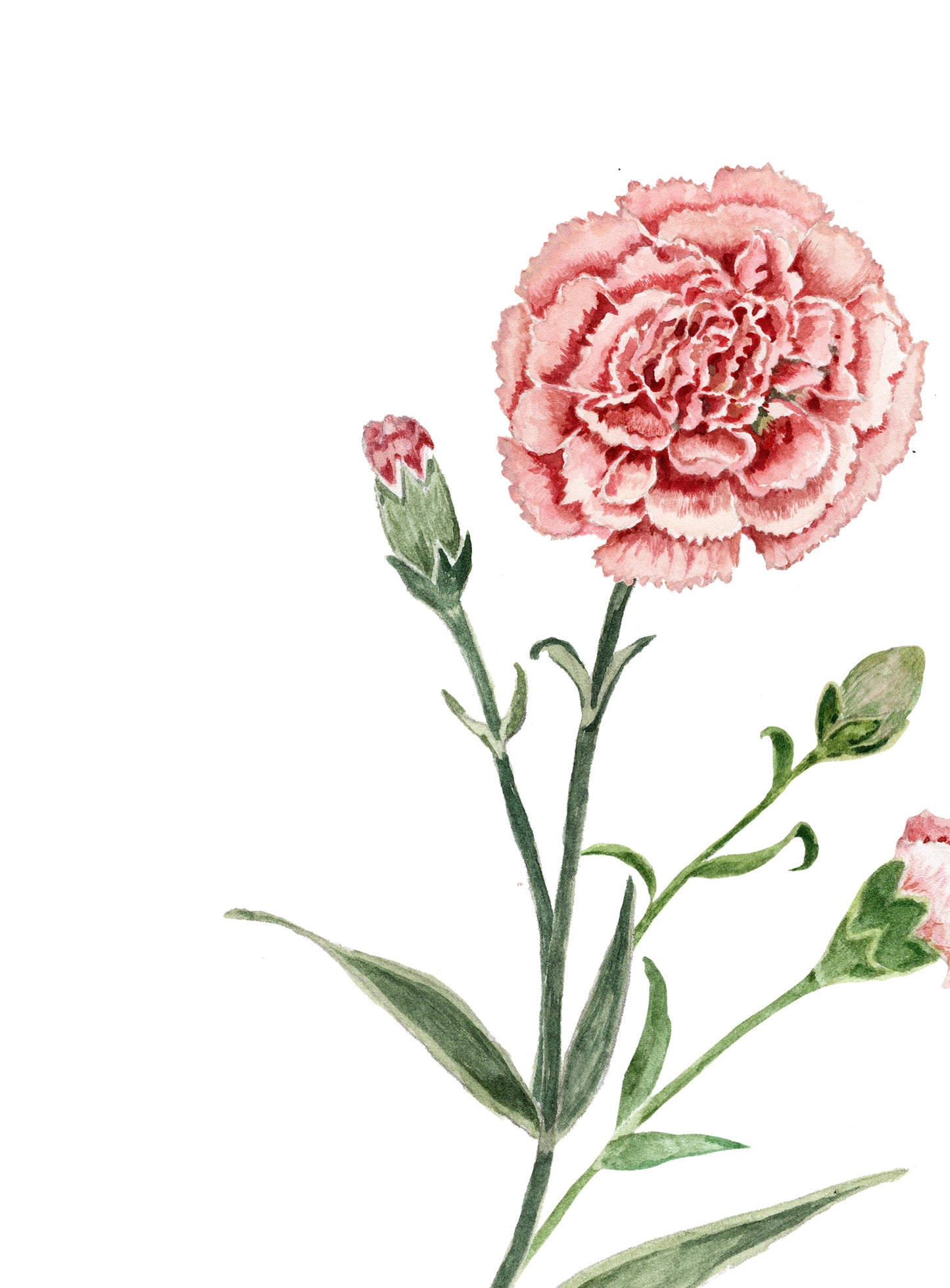 Carnation Print - January Birth Flower Print with Names