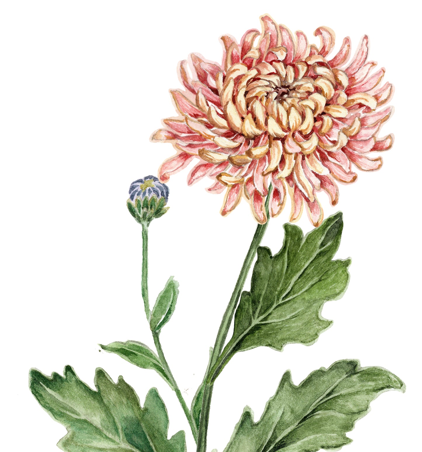 Mums Print - November Birth Flower Print with Names