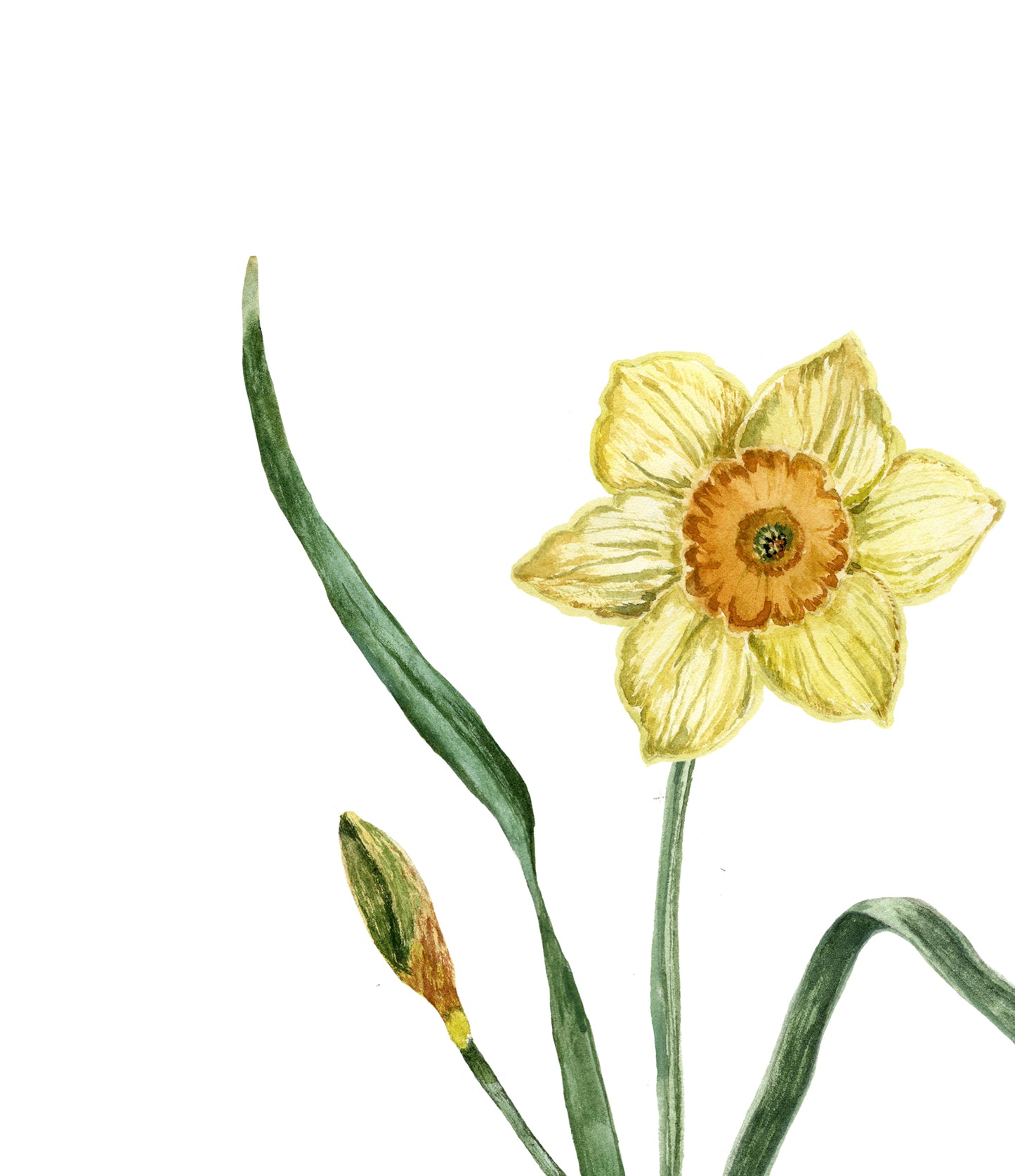 Daffodil Print - March Birth Flower Print with Names