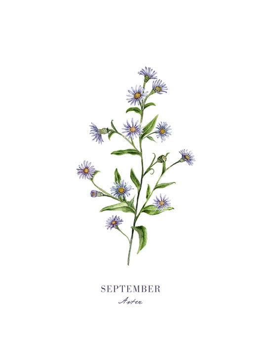Aster Print - September Birth Flower Print with Names