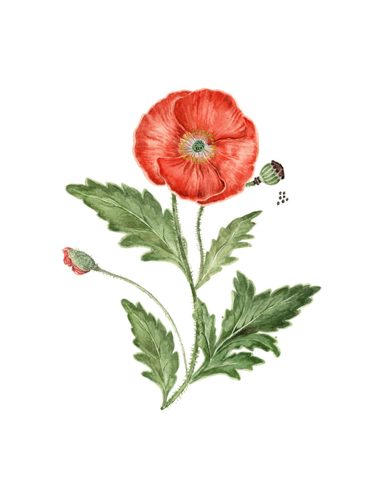 Poppy Print - August Birth Flower Print with Names