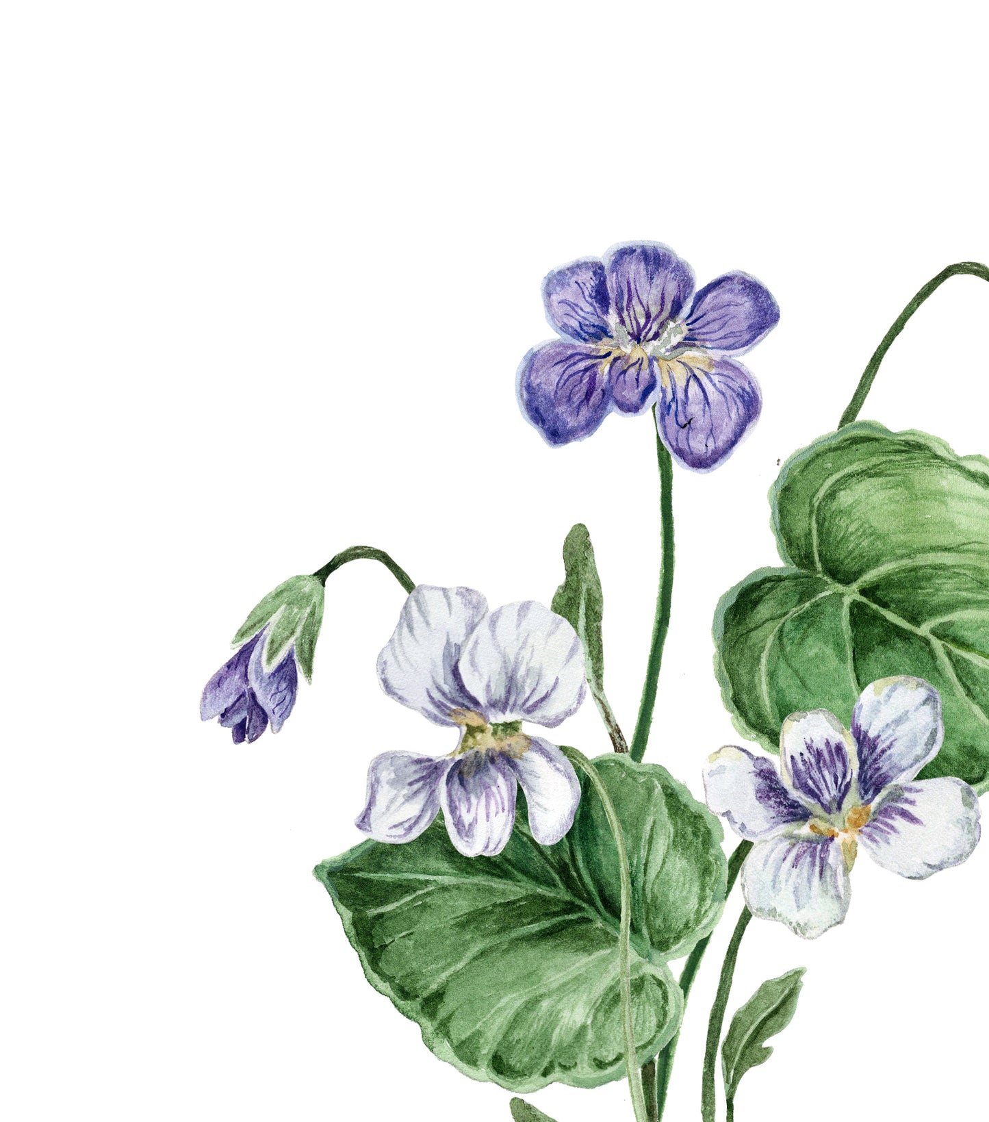 Violets Print - February Birth Flower Print with Names