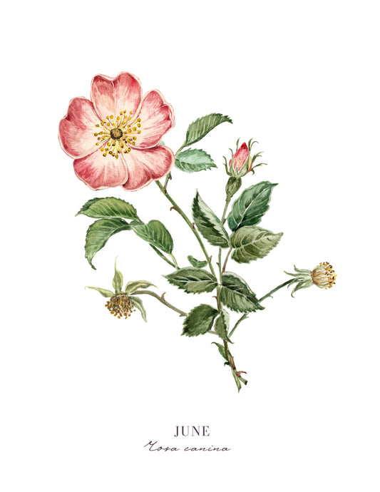 Rose - June Birth Flower Print with Names