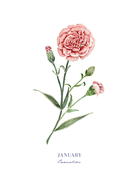 Carnation Print - January Birth Flower Print with Names