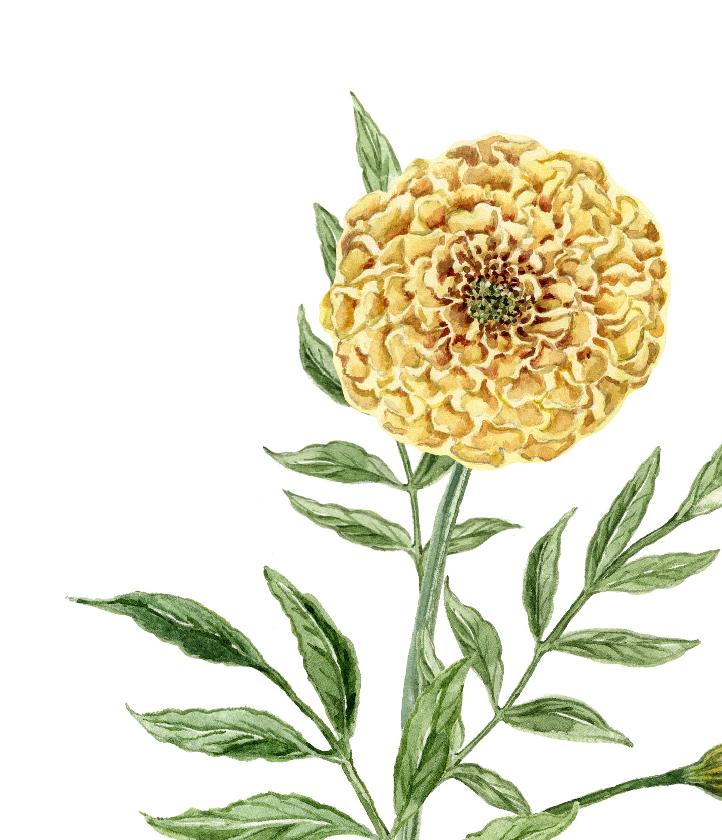 Marigold Print - October Birth Flower Print with Names