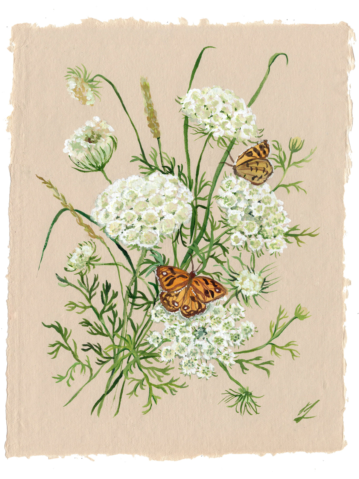 Queen Anne's Lace - light