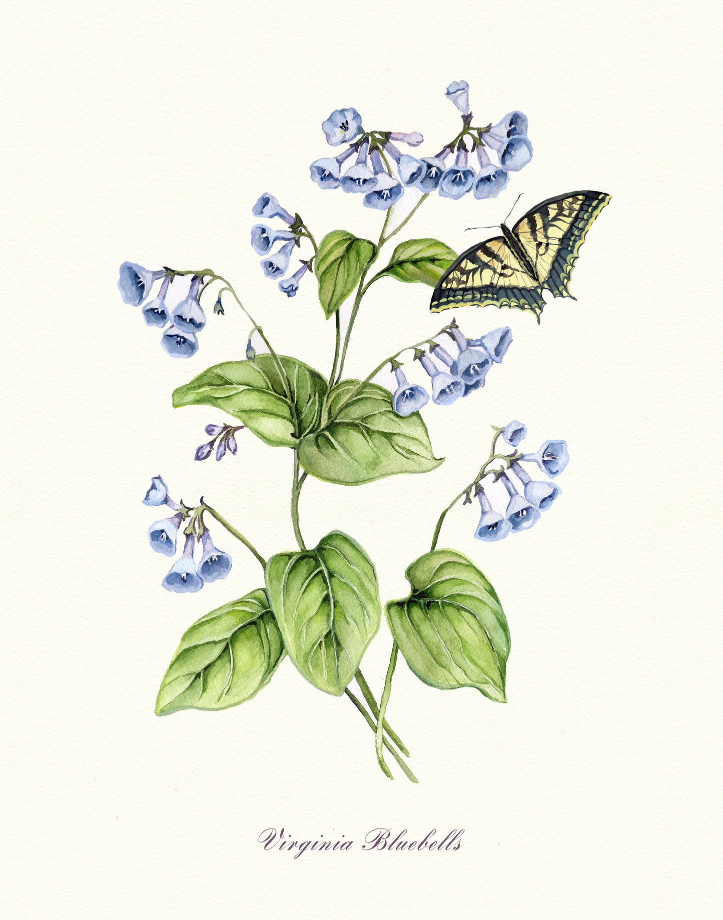 Virginia Bluebells